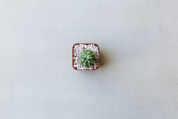 Top view of beautiful small cactus. Copy space for text, background concept.