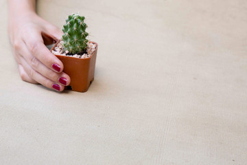 Woman hand holding small pot with green decorative cactus plant with copy space  in minimalism style.