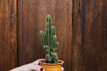 Female hand holding a small cactus isolated wooden baground.