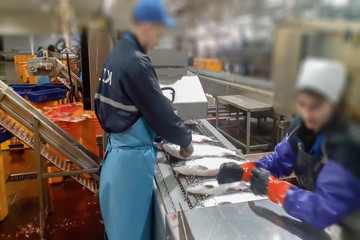 Blur, bokeh, background, abstract, image for background. Cutting the salmon on the production line in the fish processing plant