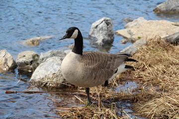 Goose Standing On One Leg, William Hawrelak Park, Edmonton, Alberta