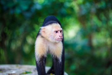 exotic monkey walking