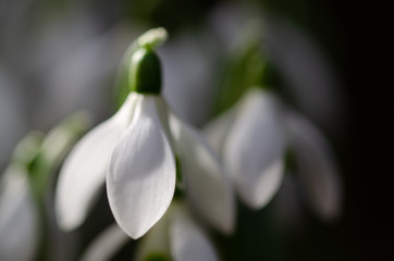 Schneeglöckchen, Galanthus