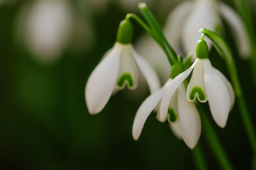 Schneeglöckchen, Galanthus