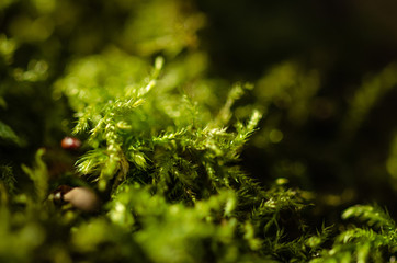 Moss