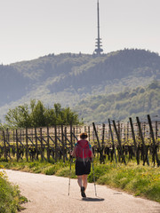 Woman hiking through vineyard terraces, Baden-Württemberg, Germany