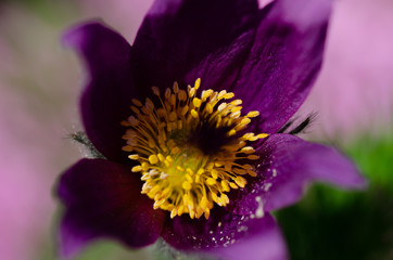 Kuhschelle, Küchenschelle