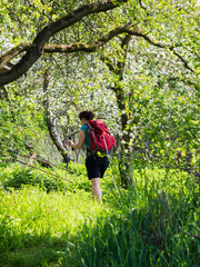 Woman hiking through meadow with cherry tree near Eichstetten, Baden-Württemberg, Germany