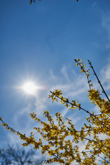 Frühlingsblüten, Sonnenstrahlen und blauer Himmel 