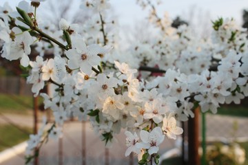 Blooming Cherry Orchard