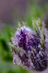 Kuhschelle, Küchenschelle