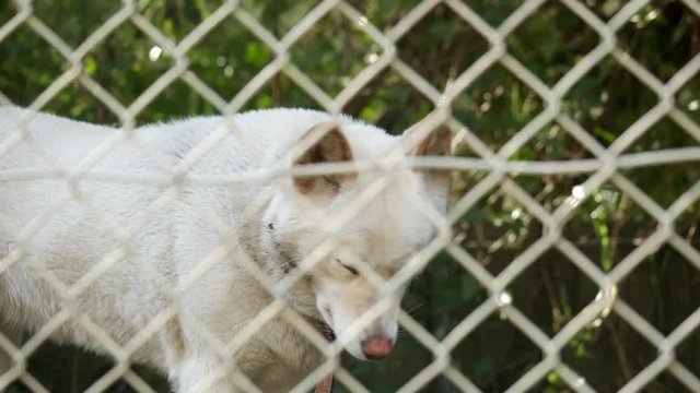 Captive white dingo standing on a rock. CLOSE UP