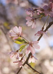 枝垂れ桜の花のクローズアップ