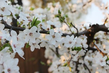 Blooming Cherry Orchard