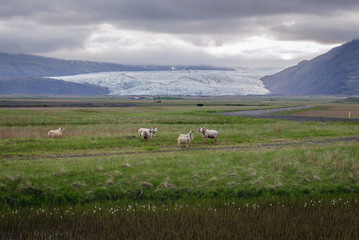 Sheeps on a grazing land in Hoffel area in southeastern Iceland