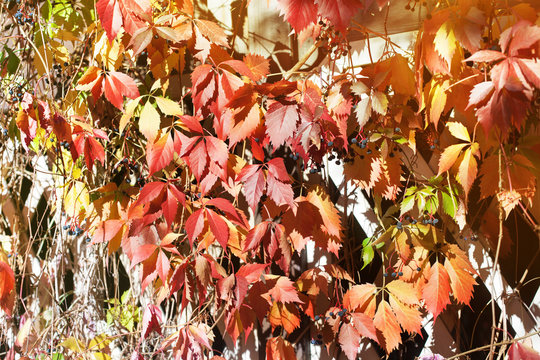 Bright red and orange grape leaves on white wooden lattice grid fence, autumn golden foliage background, fall sunny day nature image, Parthenocissus or Virginia creeper colorful autumn season leaves