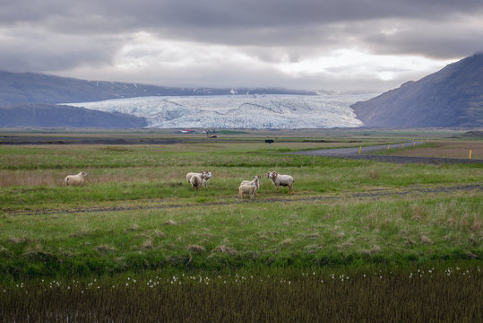 Sheeps on a grazing land in Hoffel area in southeastern Iceland