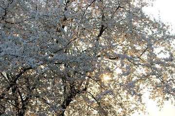 Blooming Cherry Orchard