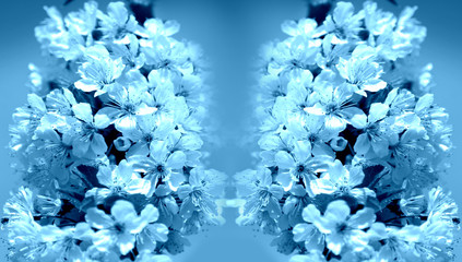 Blooming cherry tree in the garden. Cherry flowers close up.Natural blurred background.