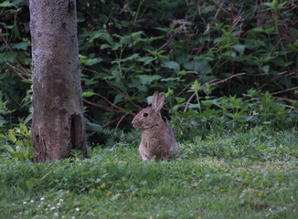 A Rabbit, Karnickel, sitting on a Meadow near a Tree, seen in Springtime 2018 in Mannheim