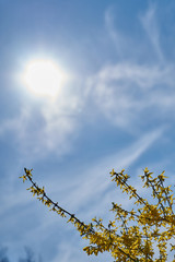 Frühlingsblüten, Sonnenstrählen und blauer Himmel 