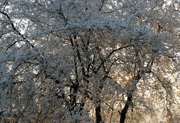 Blooming Cherry Orchard
