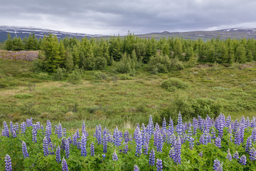 Landscape near Egilsstadir city in eastern Iceland