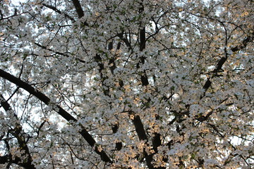 Blooming Cherry Orchard