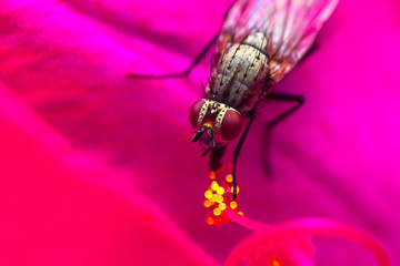 A pollinator fly on flower pollen