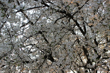 Blooming Cherry Orchard