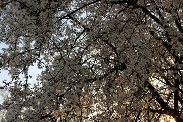 Blooming Cherry Orchard