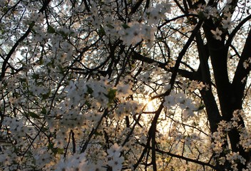 Blooming Cherry Orchard