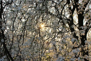 Blooming Cherry Orchard