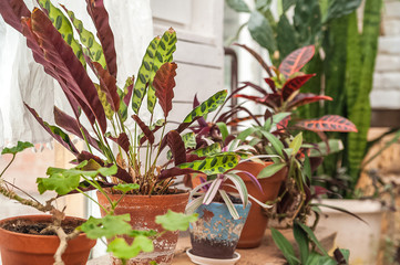 Beautiful natural background of indoor plants, greenhouses. Urban jungle, a place for rest and relaxation. Orchids, indoor plants in pots