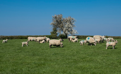 Fototapeta premium Flock of sheep and lambs in field