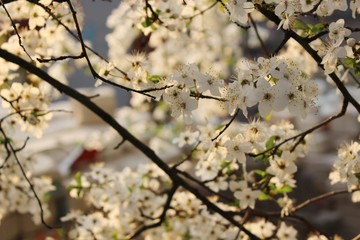 Blooming Cherry Orchard