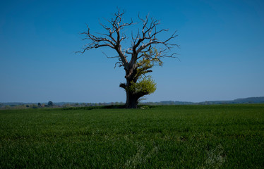 Obraz premium Single tree and field Worcestershire