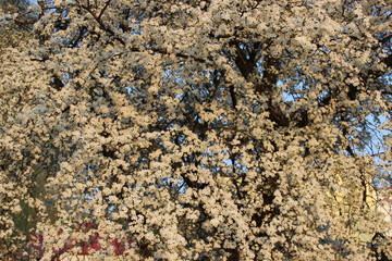 Blooming Cherry Orchard