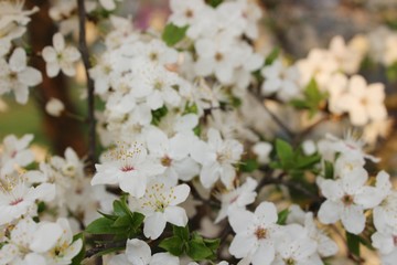 Blooming Cherry Orchard