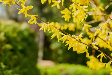 Forsythien - gelbe Frühlingsblüten unscharfer grüner Hintergrund 