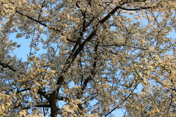 Blooming Cherry Orchard