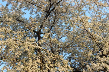 Blooming Cherry Orchard