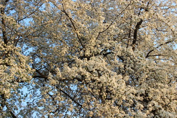 Blooming Cherry Orchard