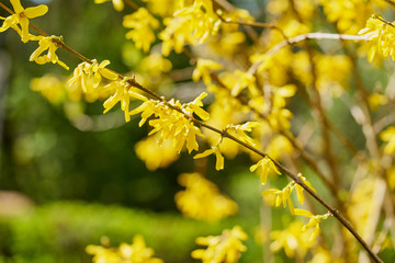 Forsythien - gelbe Frühlingsblüten unscharfer grüner Hintergrund 