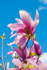 Magnolia tree in blossom. beautiful purple flower.