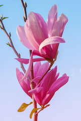 Magnolia tree in blossom. beautiful purple flower.