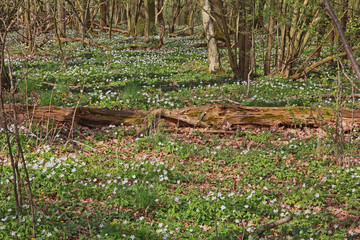 Fototapeta premium Buschwindröschen im Wald