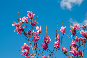 Magnolia tree in blossom. beautiful purple flower.