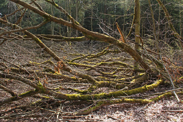 Totholz im Wald