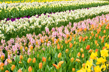Spring bright flower beds in the botanical park Keukenhof, the Netherlands